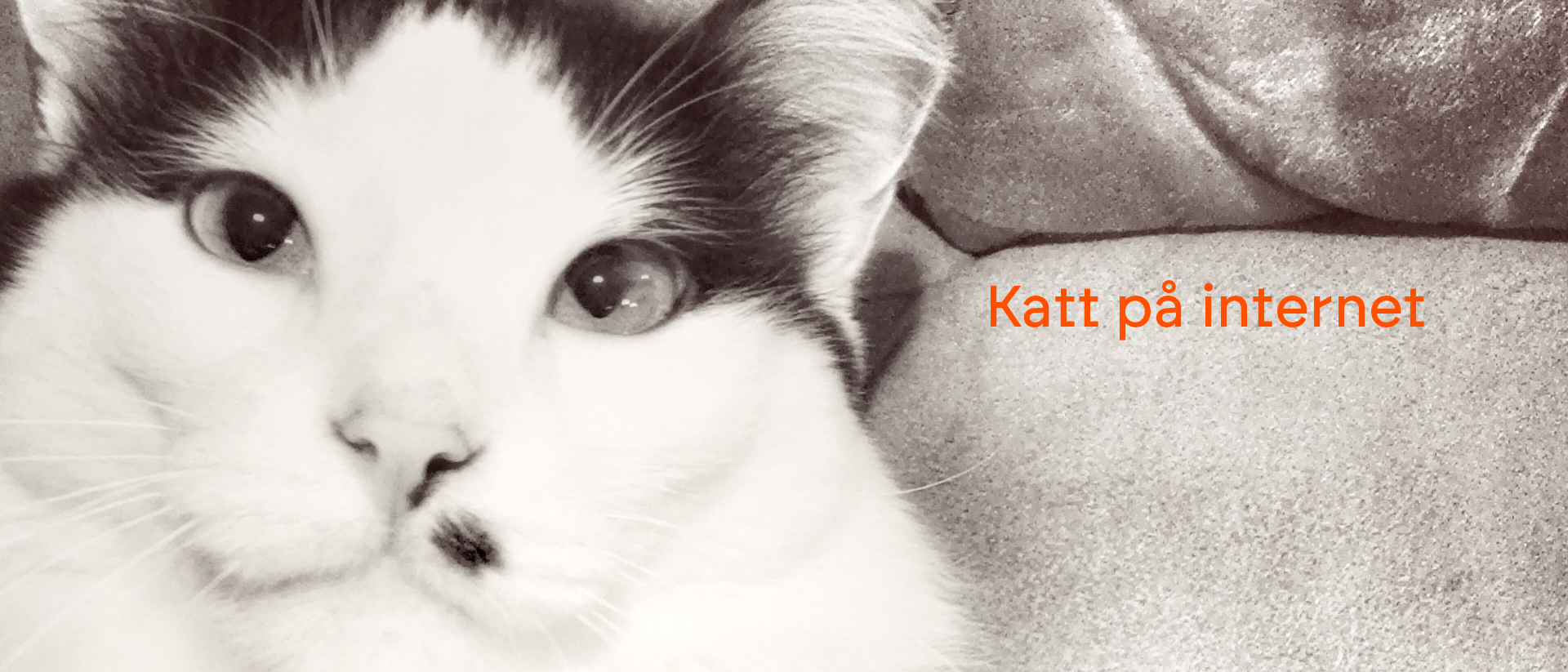 Vitsvart katt närbild